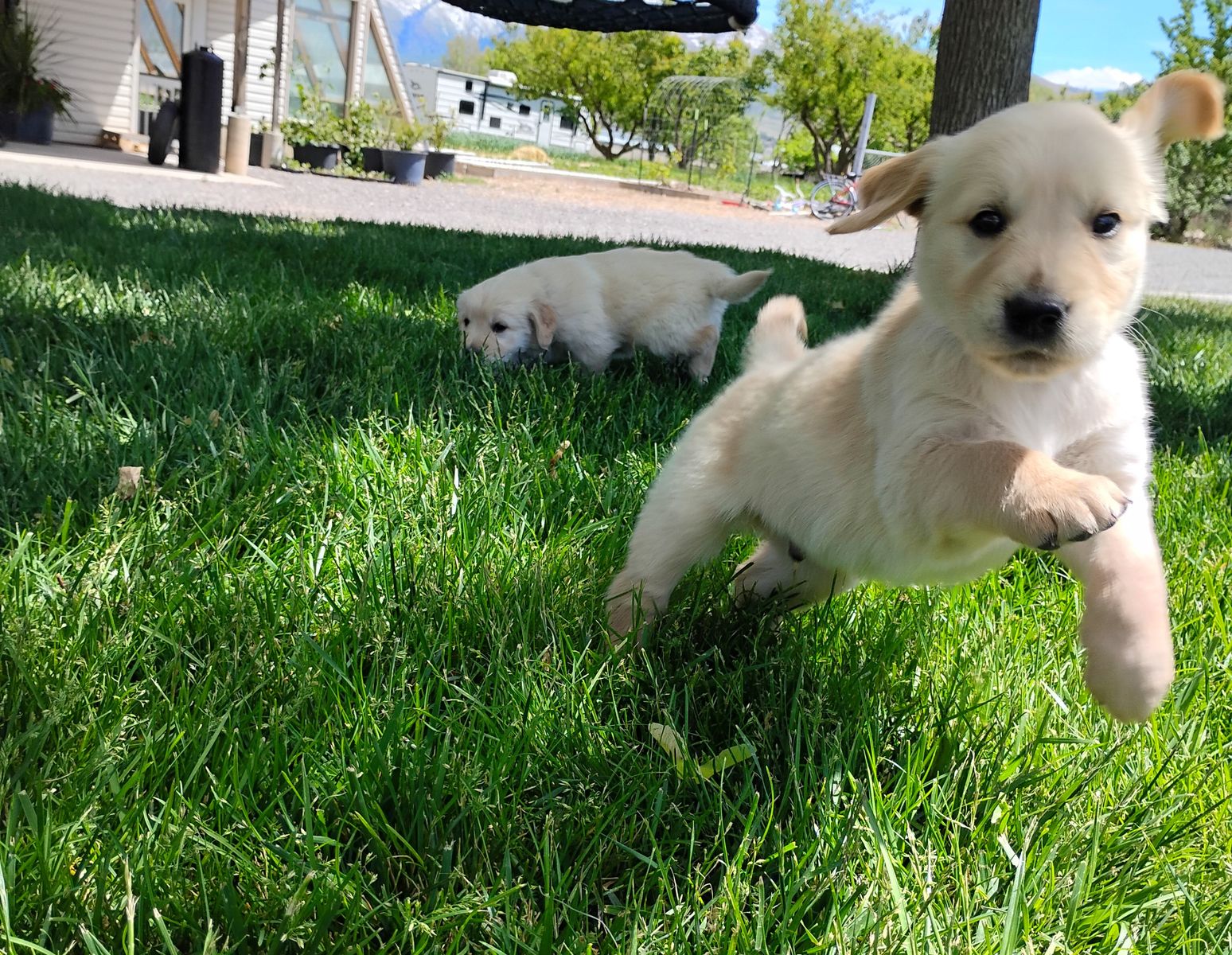 Golden Retriever Puppies