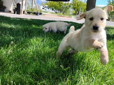 Golden Retriever Puppies