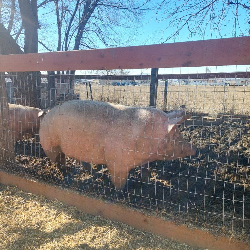 Yorkshire/Hampshire Pig