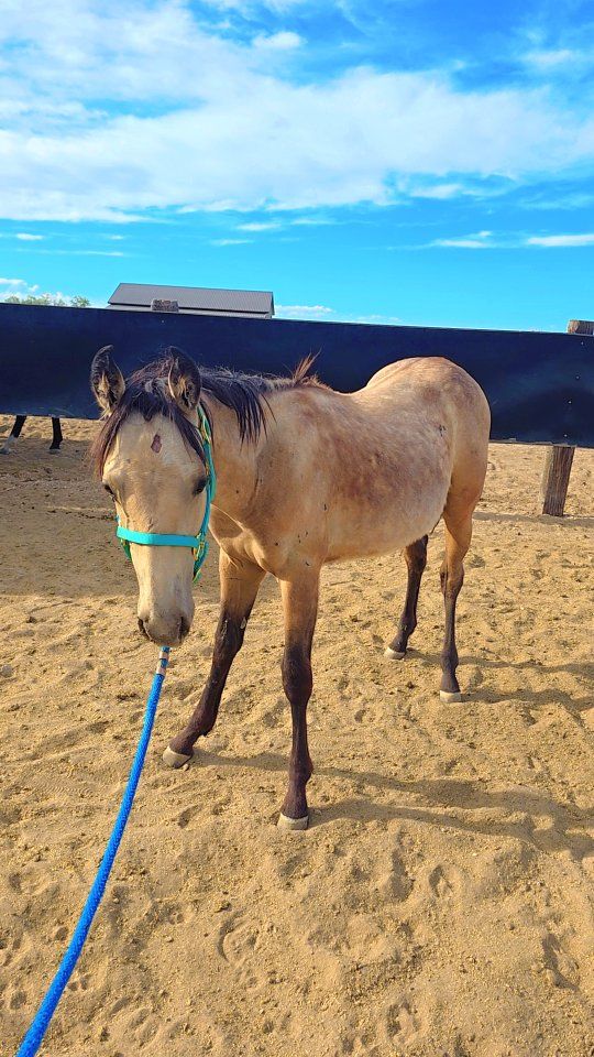 grade filly