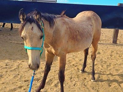 grade filly
