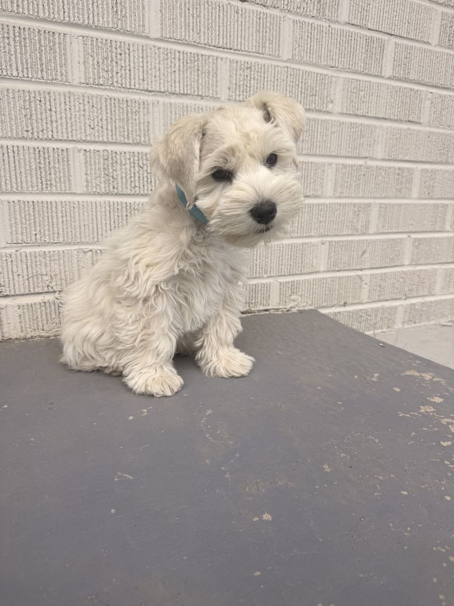 AKC Registered Miniature Schnauzer Puppy