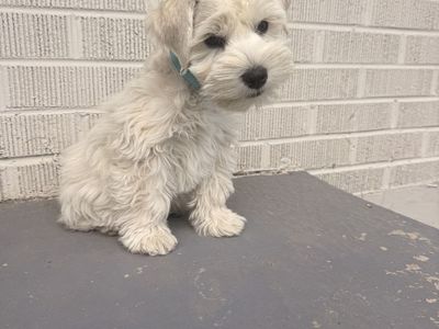 AKC Registered Miniature Schnauzer Puppy