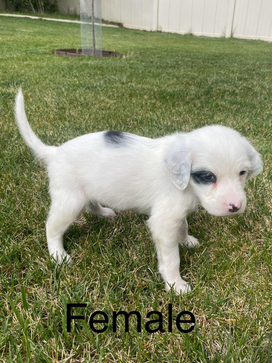 Llewellin Setter/Pointer Bird Dog Puppies