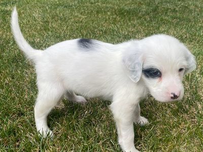 Llewellin Setter/Pointer Bird Dog Puppies
