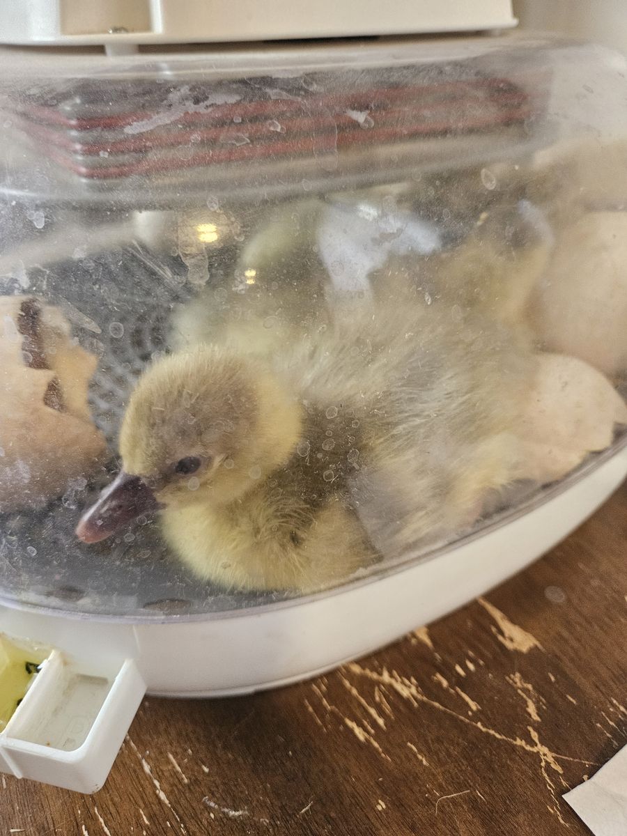 Sebastopol Goslings