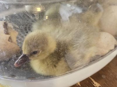 Sebastopol Goslings