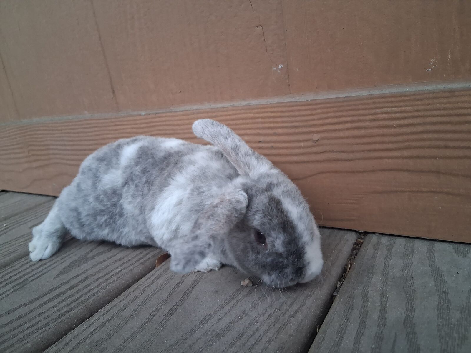 Baby Bunnies - Mini Plush Lops