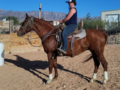 All around gelding