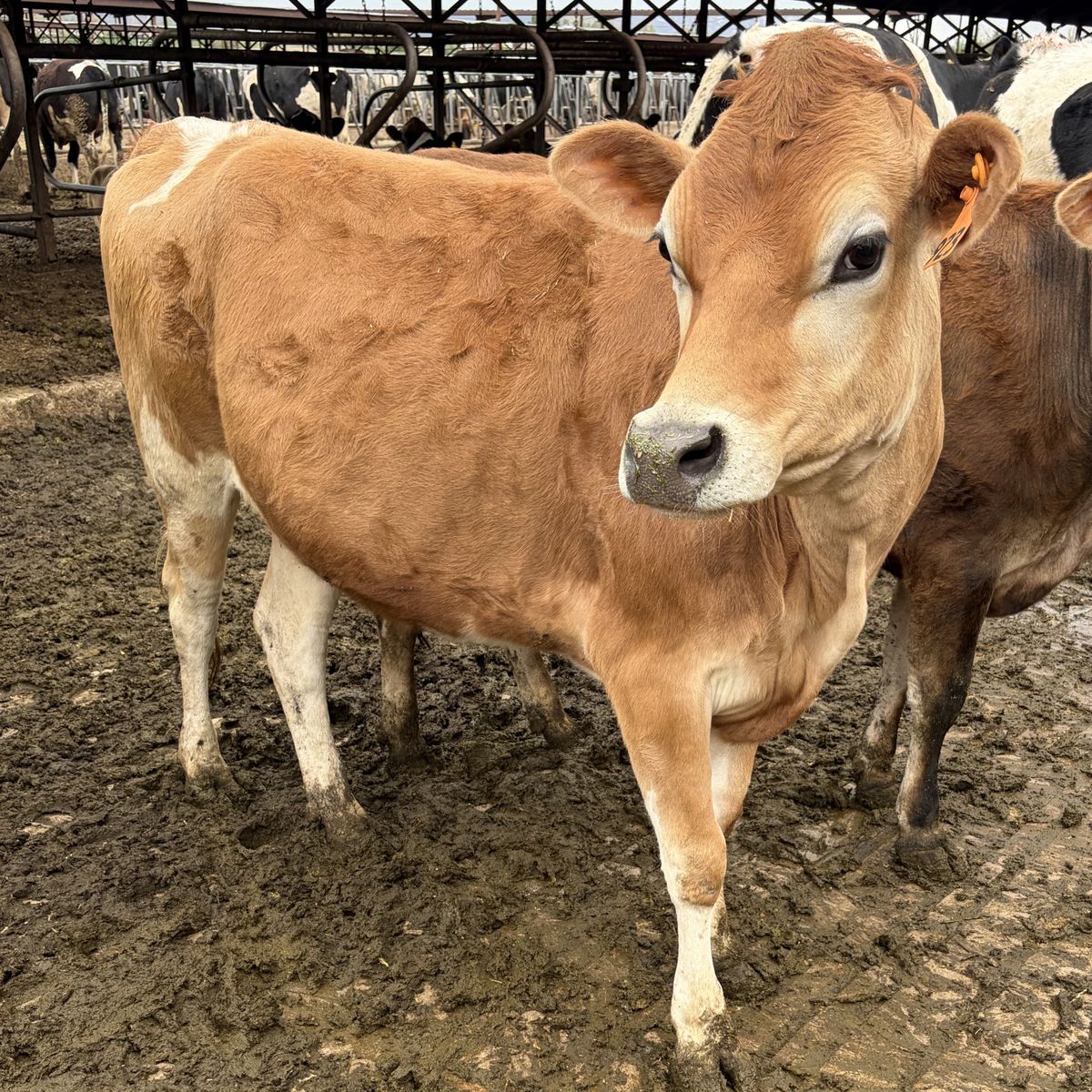 Pretty a2a2 Pregnant Jersey Heifer