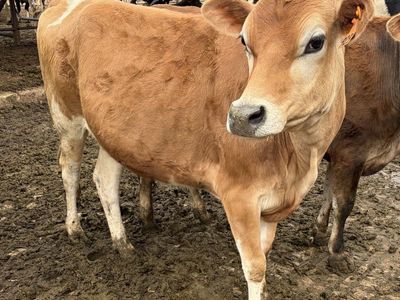 Pretty a2a2 Pregnant Jersey Heifer