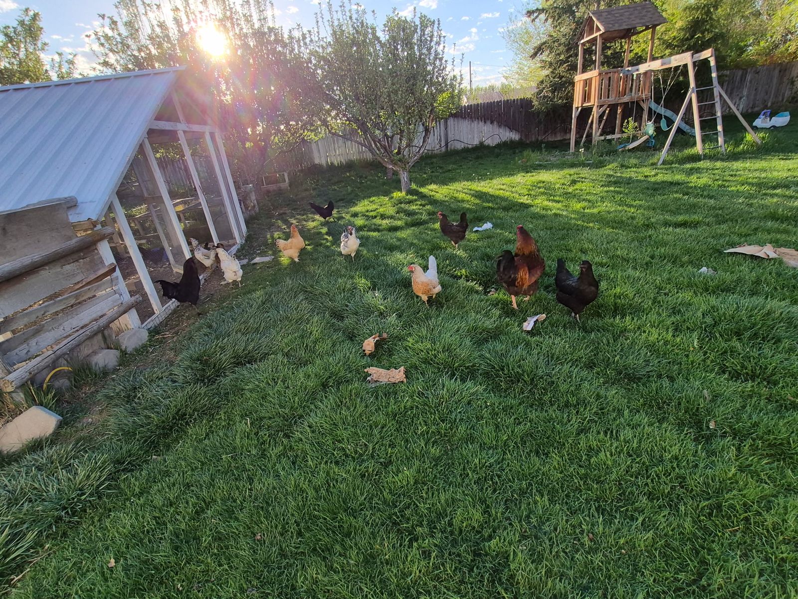 Laying hens and 2 roosters