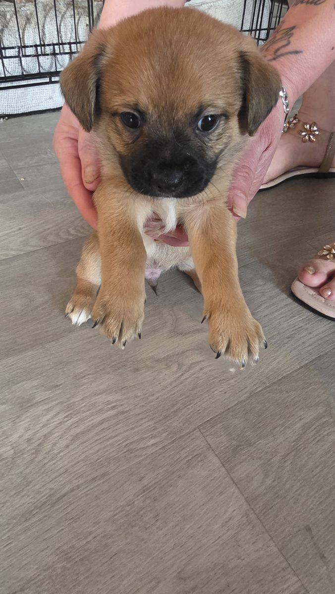 Shih Tzu mix puppies