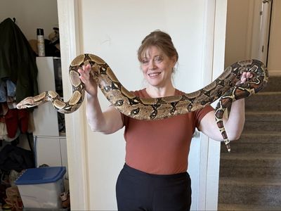 Colombian red-tailed boa constrictor, with cage, table, lights, water dishes, bedding