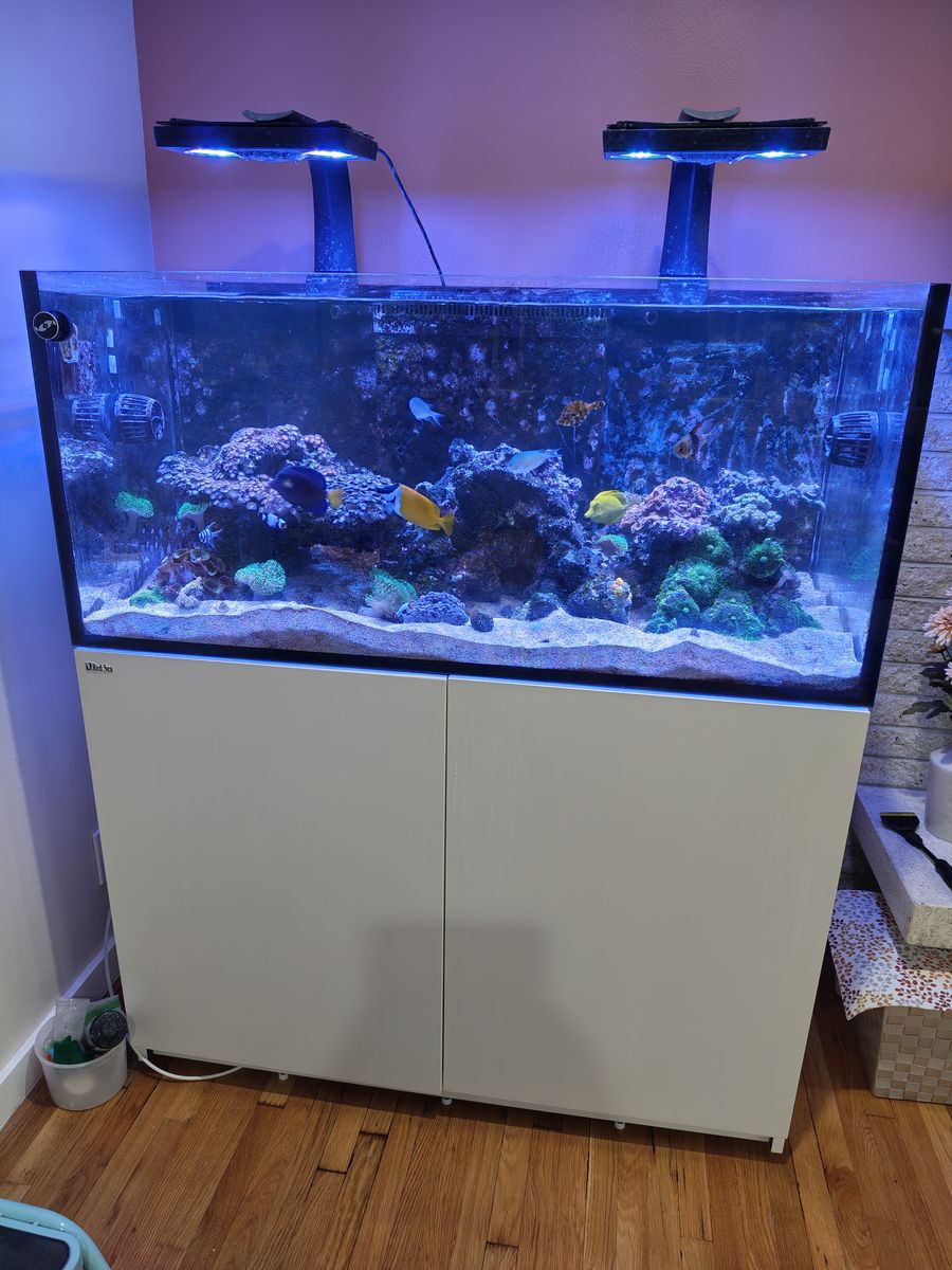 selling Red Sea reefer 425 Aquarium,  114 gal total. Fish,corals equip, everything must go.  fish tank