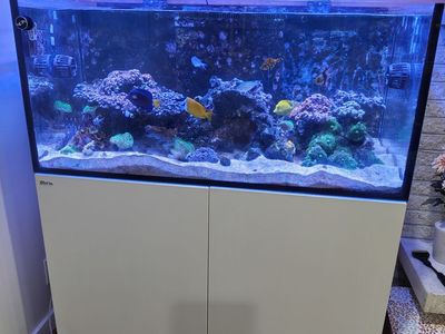 selling Red Sea reefer 425 Aquarium, 114 gal total. Fish,corals equip, everything must go. fish tank
