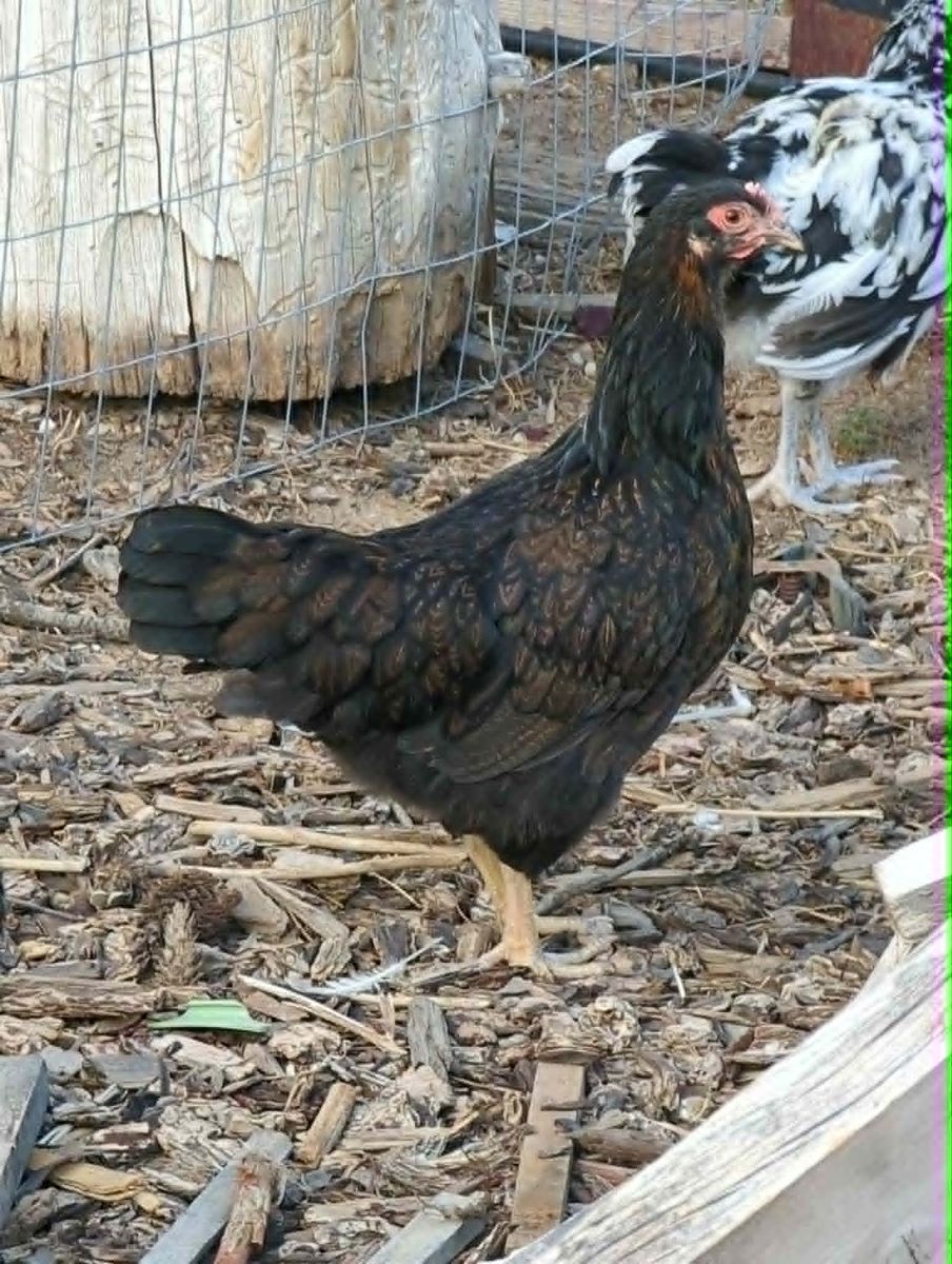 Barnevelder Pullets