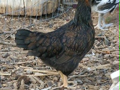Barnevelder Pullets