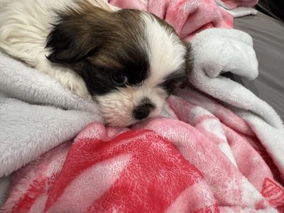 1 Beautiful Male Shih Tzu