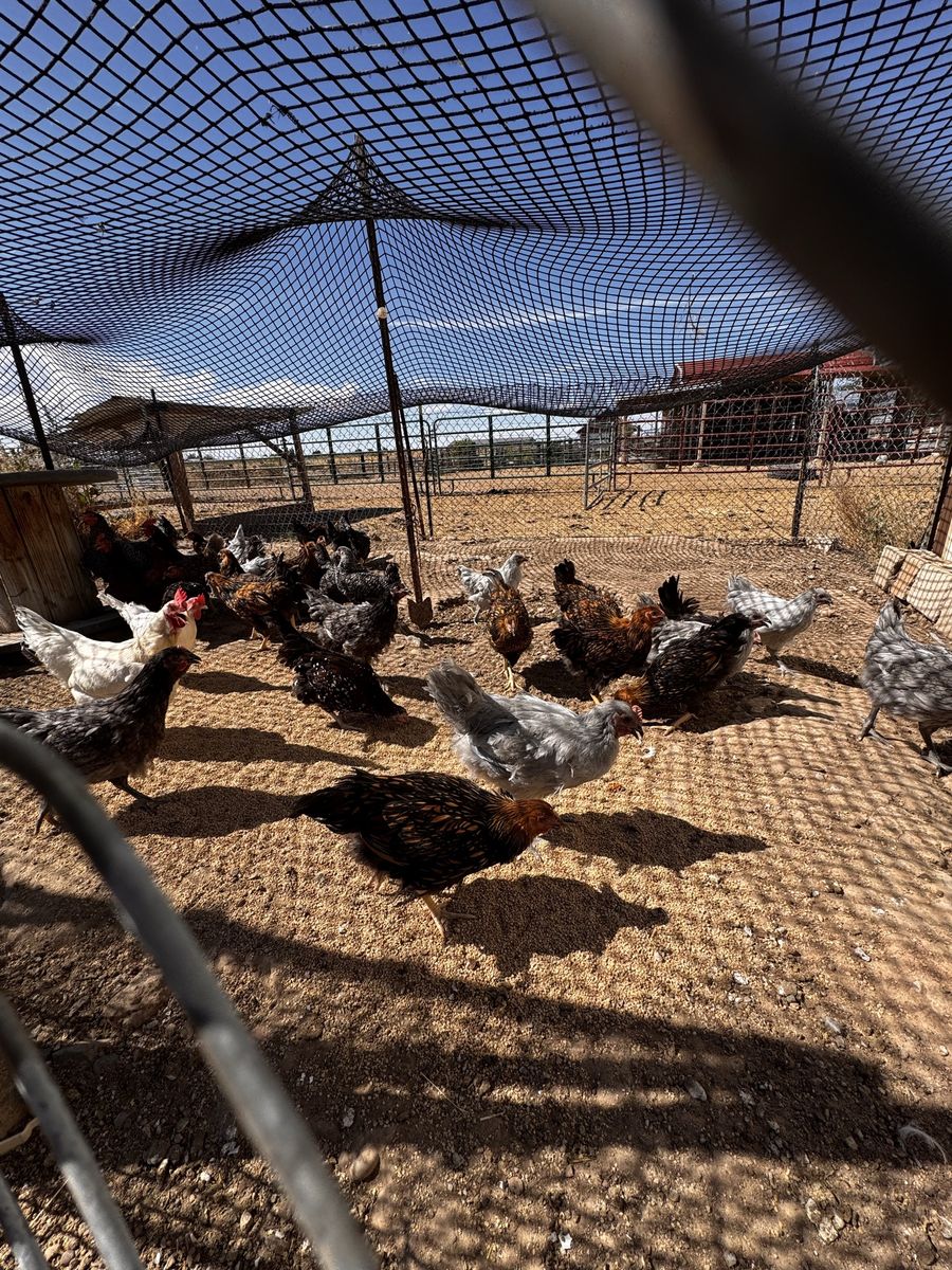 Variety of Young Laying Chickens for Sale - Healthy Flock for Your Farm or Backyard
