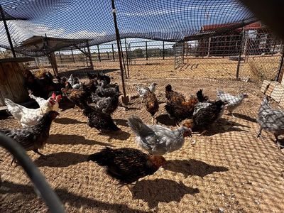 Variety of Young Laying Chickens for Sale - Healthy Flock for Your Farm or Backyard