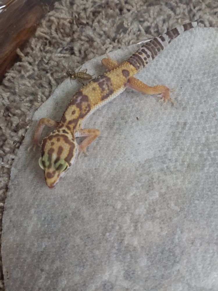 baby leopard gecko
