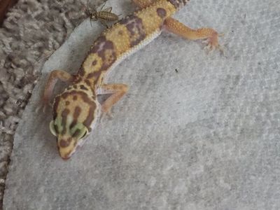 baby leopard gecko