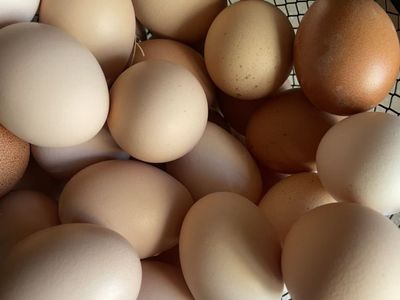 Farm Fresh Eggs