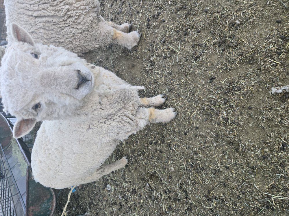 southdown baby doll sheep (stud)