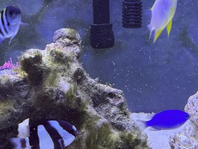 Saltwater fish