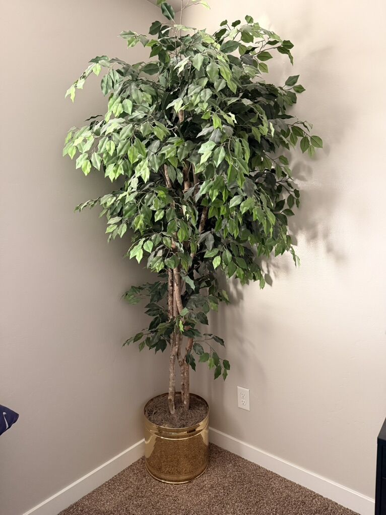 6ft Artificial Ficus Tree
