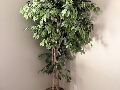 6ft Artificial Ficus Tree