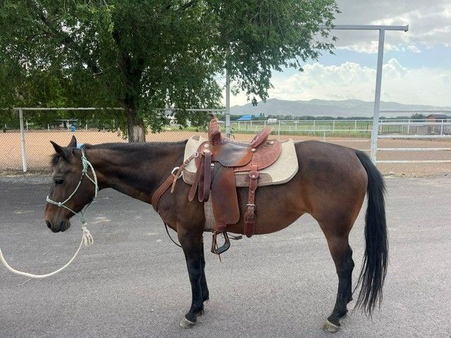 Kids Horse