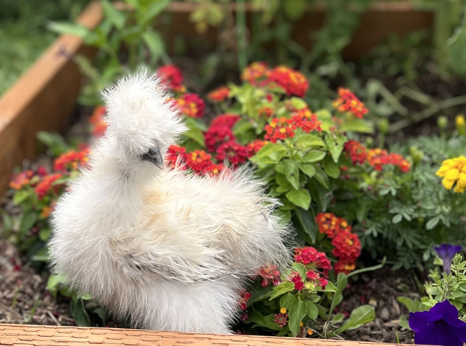 Silkie chicks- 9 weeks old