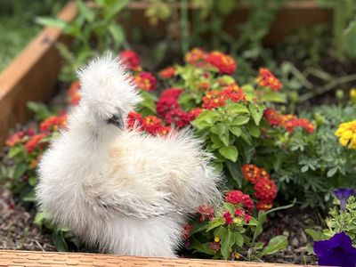 Silkie chicks- 9 weeks old