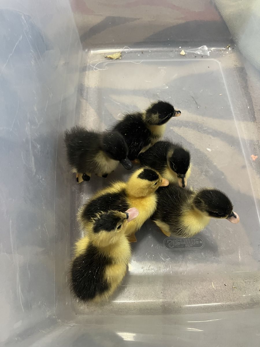 Backyard Ducklings