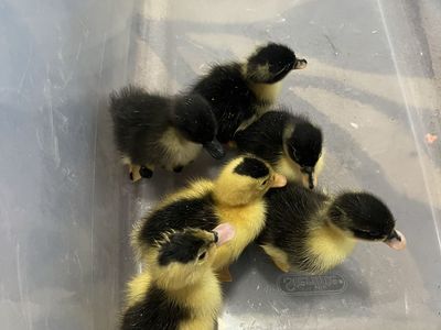 Backyard Ducklings