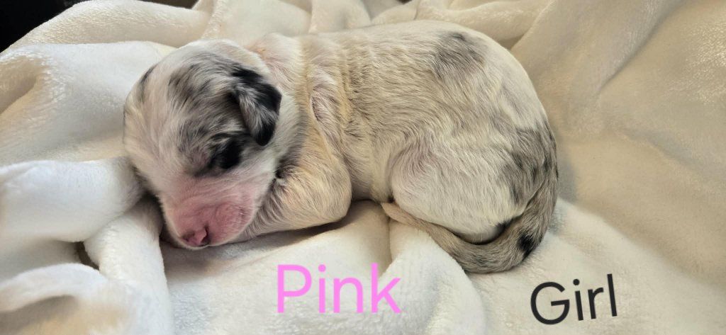 F2 Standard Sheepadoodle Puppies – Ready in 8 Weeks!