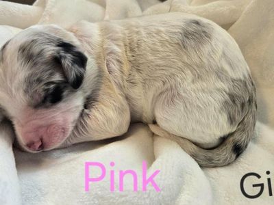 F2 Standard Sheepadoodle Puppies – Ready in 8 Weeks!
