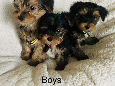Yorkie Puppies