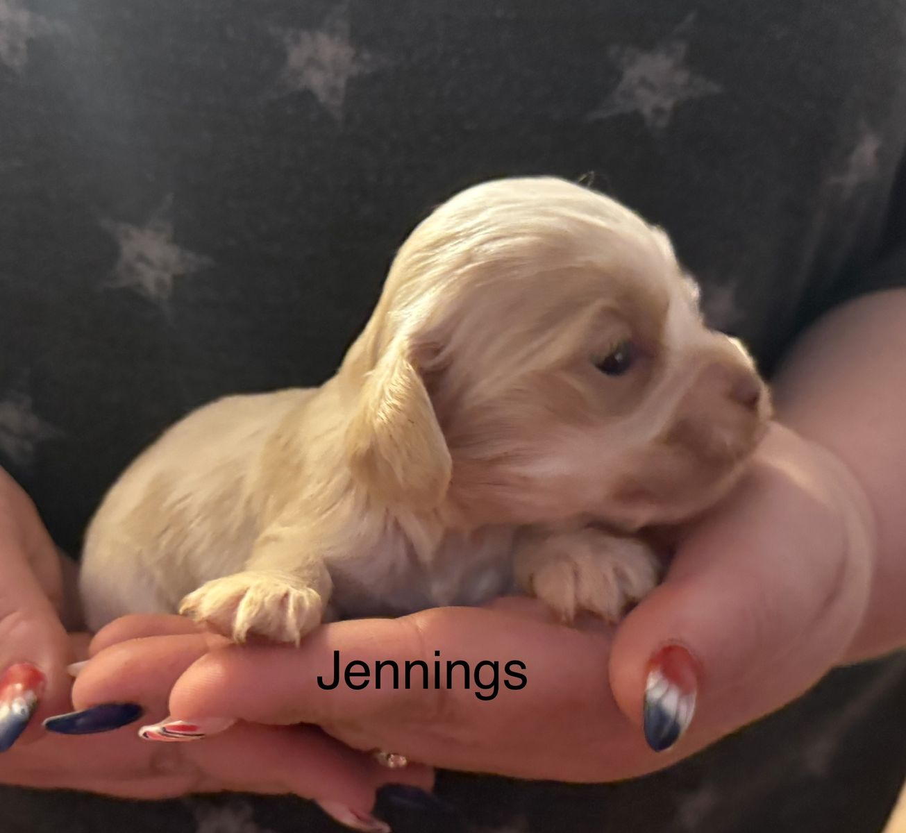 AKC COCKER SPANIEL JENNINGS