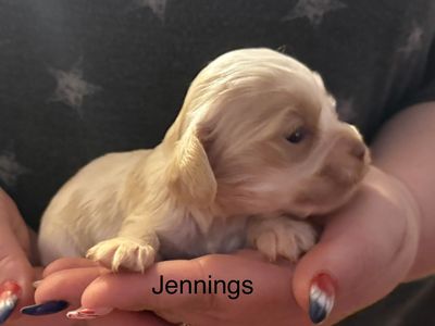 AKC COCKER SPANIEL JENNINGS