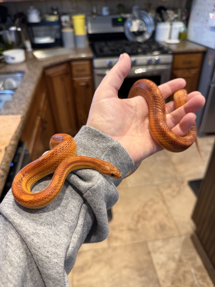 Beautiful Red & Orange 2-Year-Old Corn Snake - Approx. 24", Sweet & Handleable, with Full Enclosure