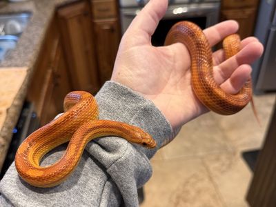 Beautiful Red & Orange 2-Year-Old Corn Snake - Approx. 24", Sweet & Handleable, with Full Enclosure
