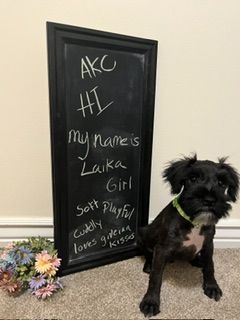 AKC Miniature Schnauzer Puppy - Laika - Hypoallergenic, Black with White Markings