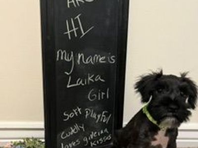 AKC Miniature Schnauzer Puppy - Laika - Hypoallergenic, Black with White Markings