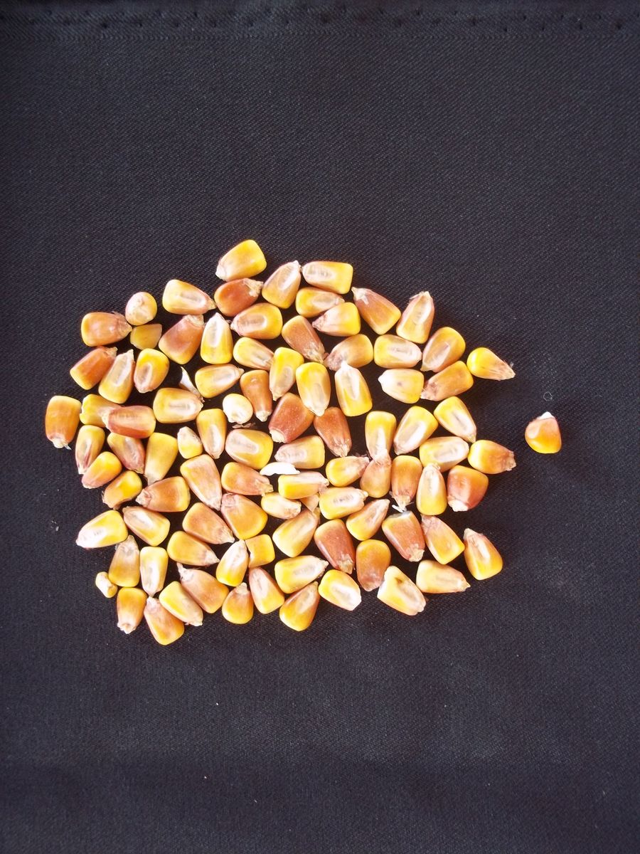 Whole Corn