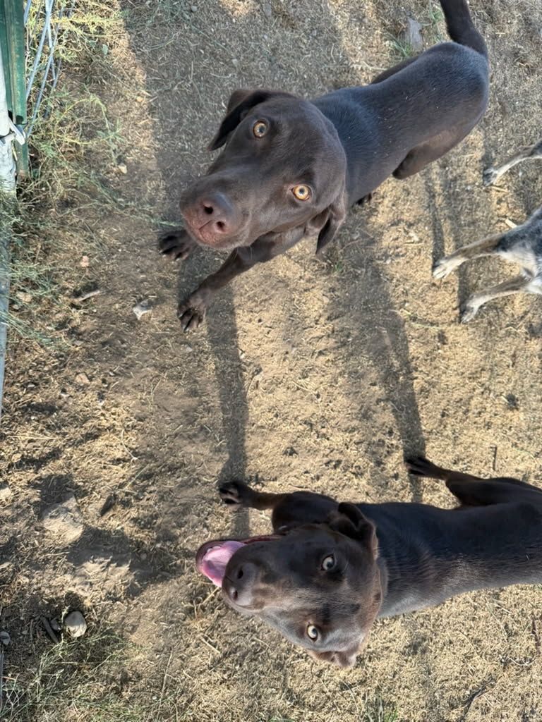 Chocolate labs