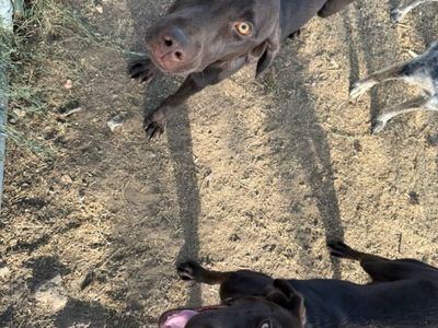 Chocolate labs