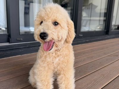 Perfect AKC mini Poodle Boy House Trained
